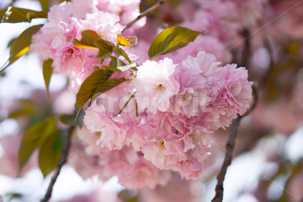 겹벚꽃,왕벚꽃,핑크,봄,하늘,풍경,계절,spring,season,식물,자연,plants,nature,꽃,flower,보라매공원,봄,계절,spring,season,식물,자연,plants,nature,꽃,flower,plant,blossom,cherry blossom,벚꽃