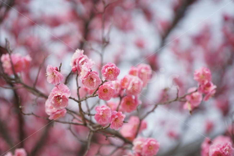 홍매화,자연,꽃,나무,핑크,봄,계절,spring,season,식물,자연,plants,nature,꽃,flower,감성,sensible,feeling,plant,blossom