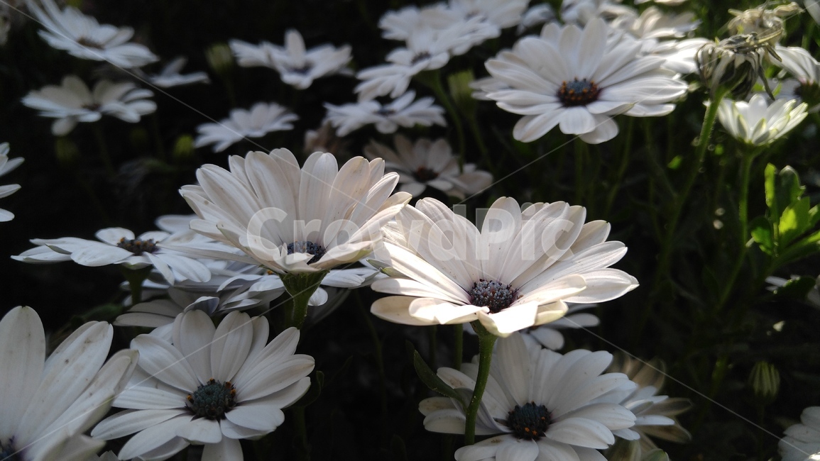 울릉국화,국화,흰국화,꽃,식물,흰색,배경,감성,계절,ulleungchrysanthemum,chrysanthemum,white,whitechrysanthemum,flower,flants,background,emotional,season