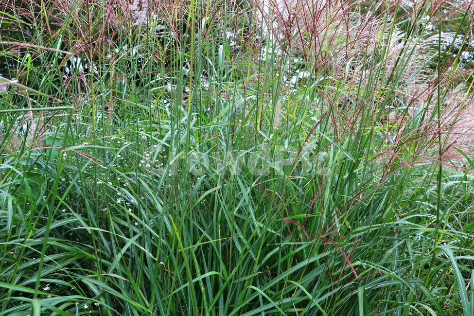억새,풀,억새풀,식물,자연,벼과,벼과식물,들풀,두영,식물,자연,plants,nature