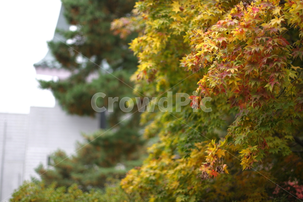 가을,낙엽,나무,풍경,fall,가을,계절,fall,autumn,season,식물,자연,plants,nature,plant,leaf,잎,tree