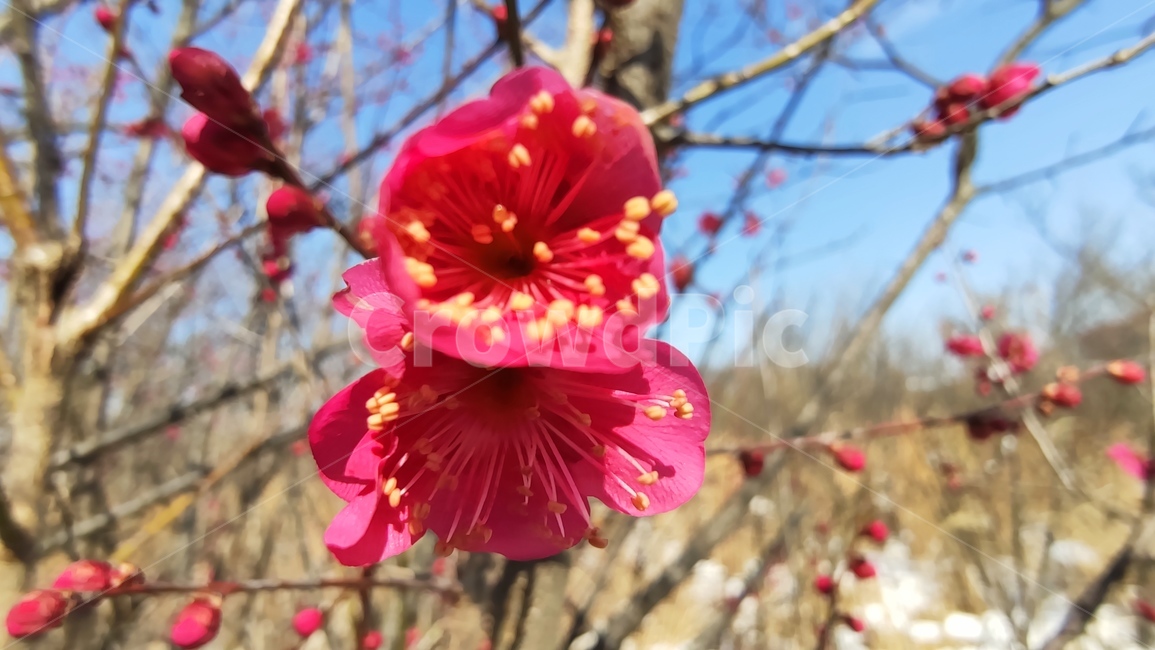 홍매화,매화,매화꽃,붉은매화꽃,홍매,자장매,maehwa,plant,식물,flower,blossom,꽃,식물,자연,plants,nature,꽃,flower