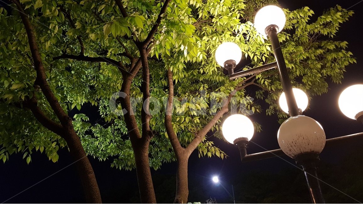 가로등,나무,야경,여름밤,분위기,야경,밤,풍경,nightscape,night,landscape,식물,자연,plants,nature,나무,trees,wood