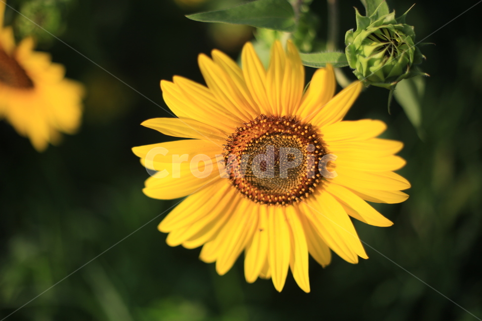 여름,해바라기,노을,플레어,역광,실루엣,식물,자연,plants,nature,꽃,flower