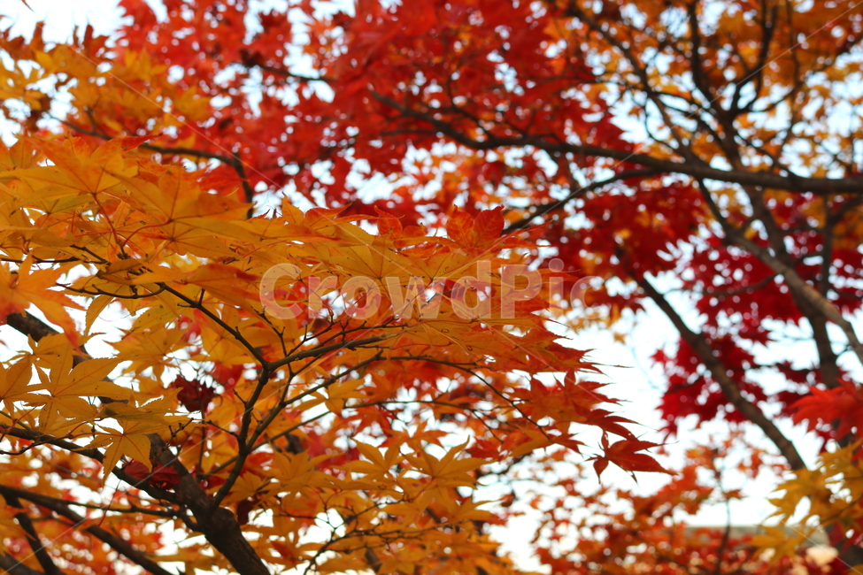 단풍,단풍나무,나무,식물,가을,자연,가을,계절,fall,autumn,season,식물,자연,plants,nature,leaf,잎,plant,tree,maple