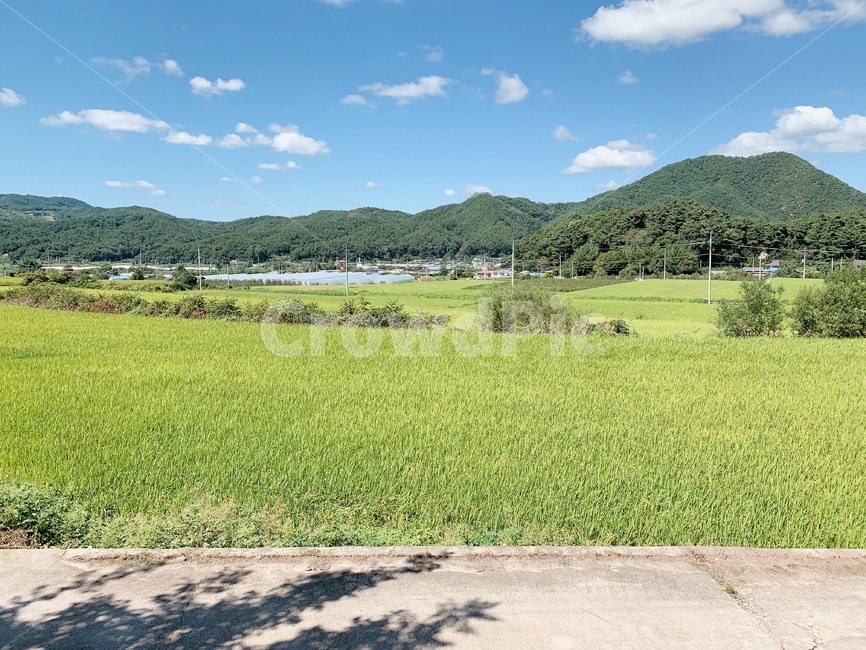 자연,nature,시골,들판,벼,자연,풍경,nature,landscape,outdoors,옥외,grassland,목초지,field,들