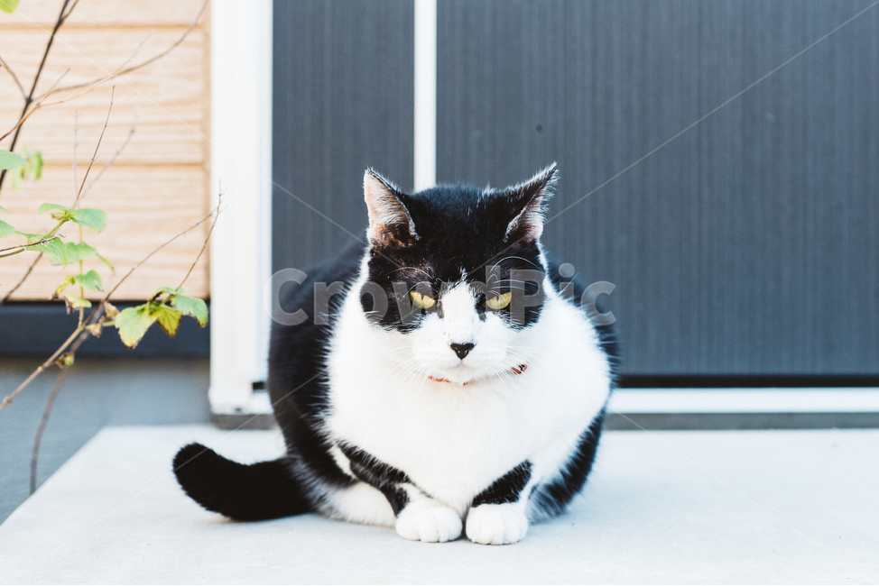 고양이,냥,캣,cat,길고양이,길냥이,냥이,길냥,동물,동물,animal,포유류,mammal,고양이,cat,kitten,kitty