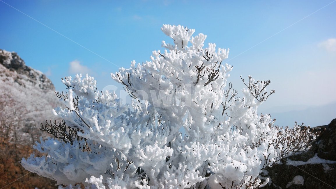 눈꽃,상고대,덕유산,무룡산,산호,겨울,계절,winter,season