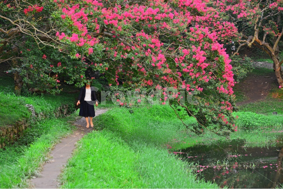 human,인간,person,사람,dress,드레스,clothing,의류,apparel,의복,outdoors,옥외,water,물,nature,자연,담양,명옥헌원림,명혹헌배롱나무,배롱나무,유적지,문화재
