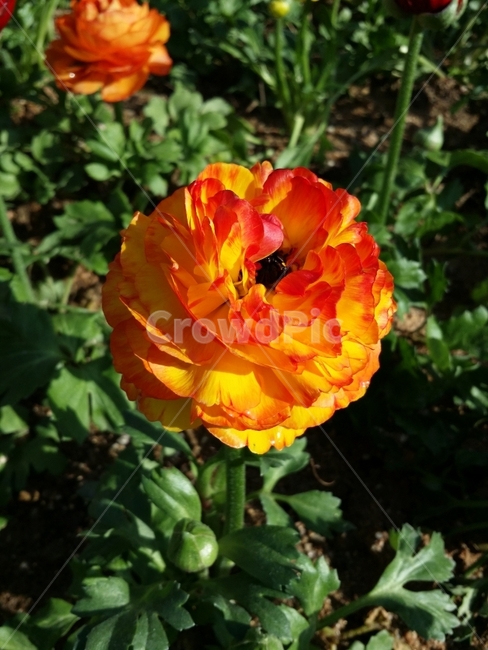 꽃,red,yellow,장미,garden,flower,roses,park,식물,자연,plants,nature,꽃,flower