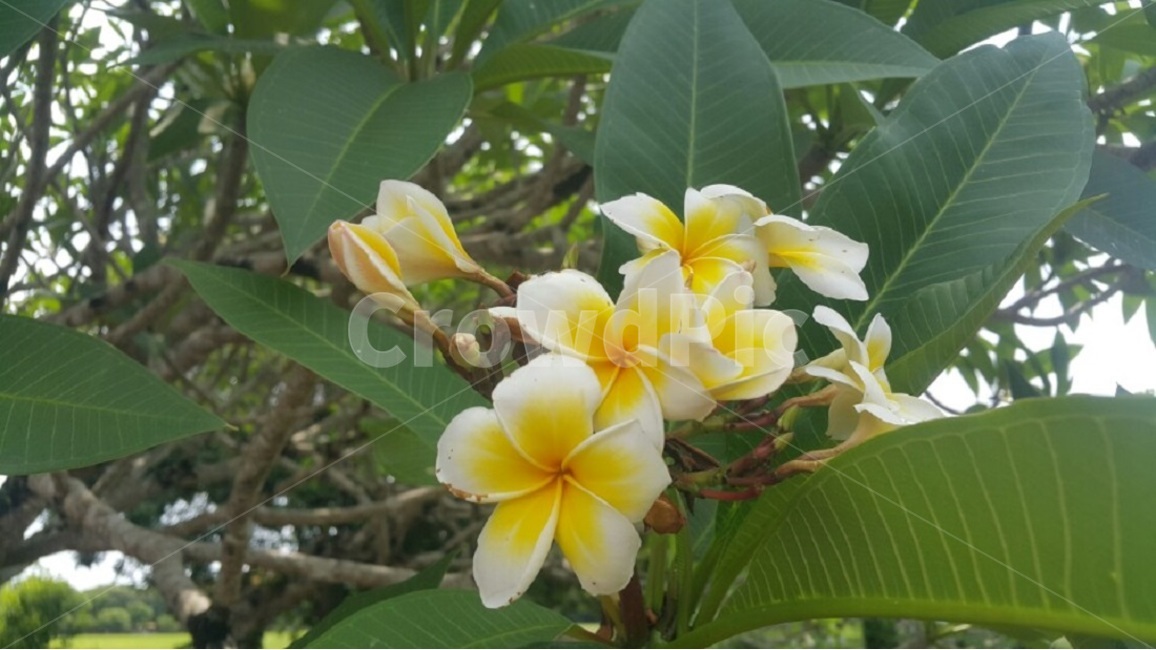 꽃,노란꽃,노란색,자연,이쁜,피어나다,들꽃,봄,flwer,yellowflower,yellow,natue,pretty,roadflower,spring,식물,자연,plants,nature,꽃,flower