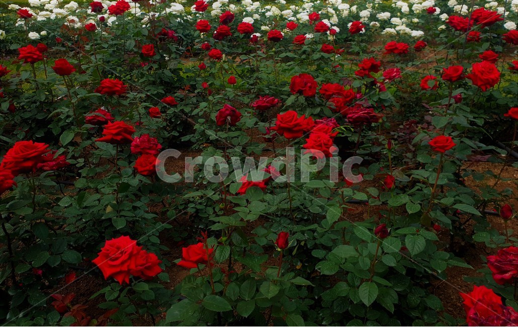 꽃,식물,자연,flower,plant,nature,식물,자연,plants,nature,꽃,flower