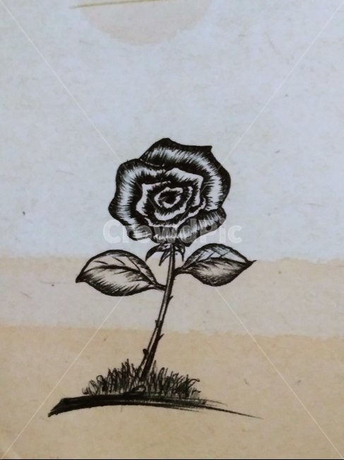 꽃,일러스트,장미,스케치꽃,장미꽃,꽃,flower
