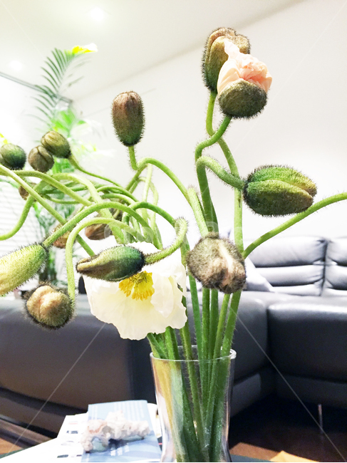 plant,식물,꽃,flower,인테리어,실내용화초,화분,화초,house plant