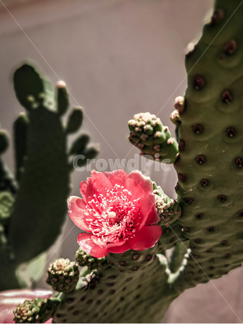 plant,식물,cactus,선인장,자연,nature