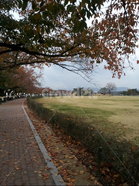 field,들,가을,단풍,굽어진길,보도
