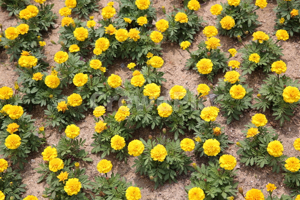 plant,식물,민들레,노랑색,가을,초록,식물,자연,plants,nature,꽃,flower