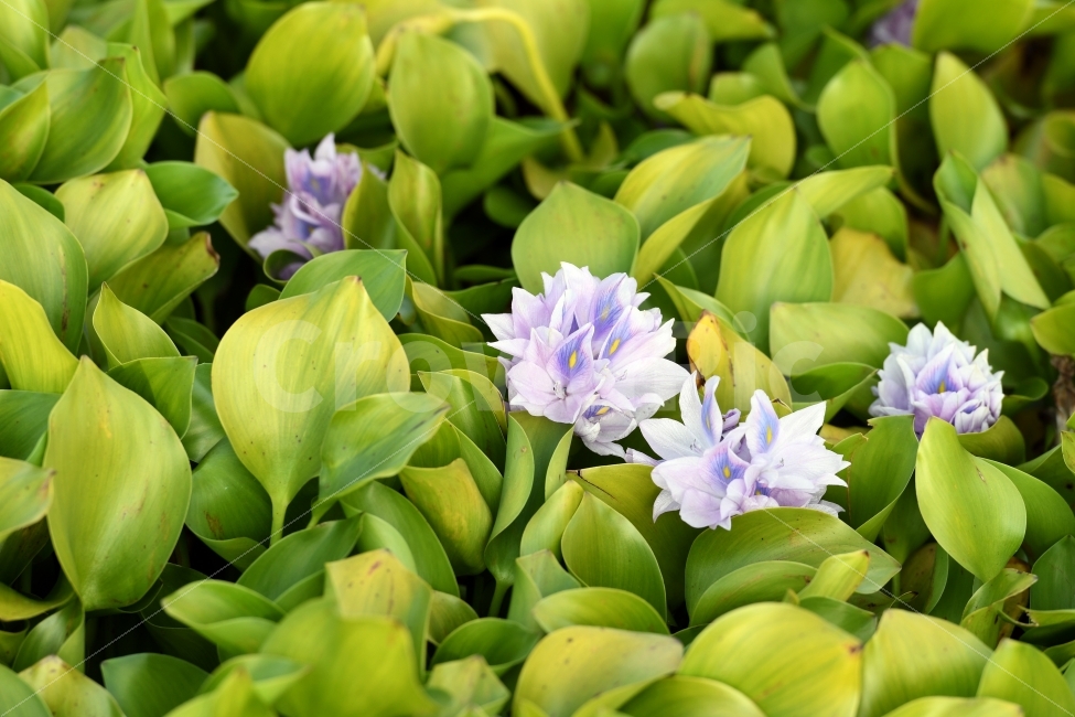 부레옥잠,꽃,연꽃,연못,저수지,가을,식물,자연,plants,nature,꽃,flower