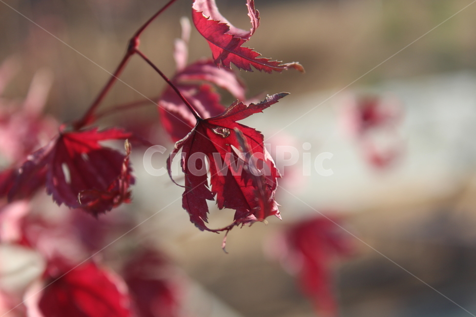 plant,leaf,잎,식물,red