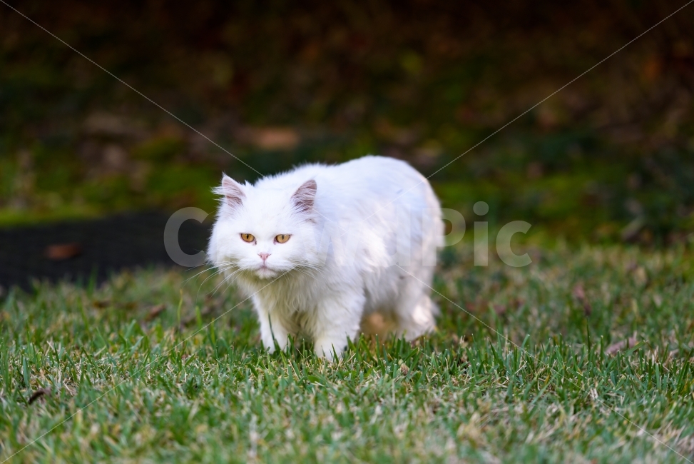 cat,sight,animal,cat photo,Emotion