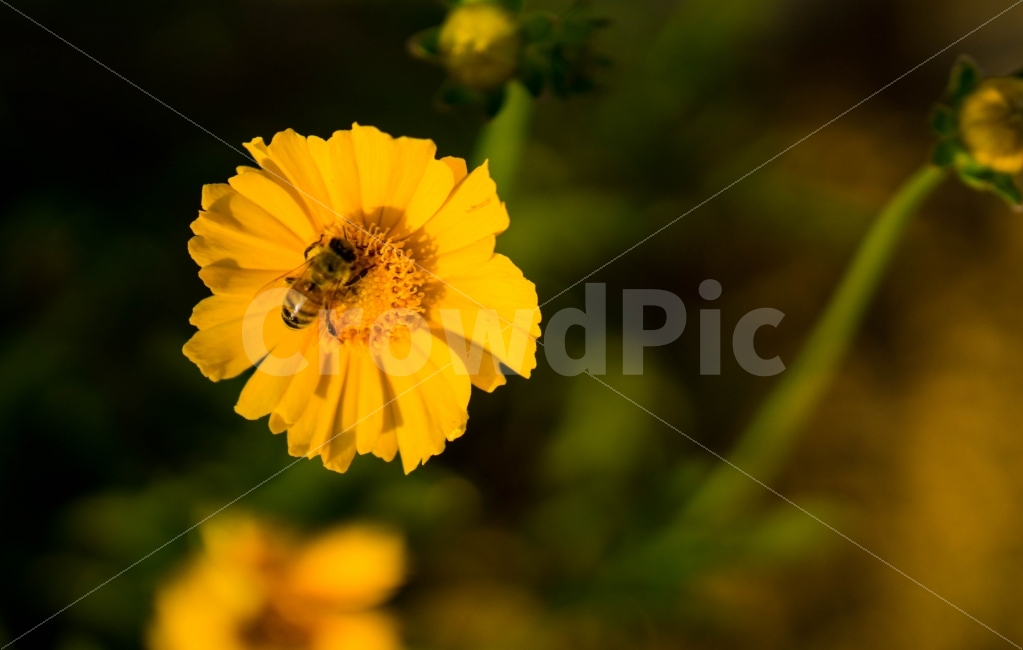 꽃,자연,flower,벌,곤충,접사,아웃포커싱,식물,자연,plants,nature,동물,animal,곤충,벌레,insect,bug,꽃,flower