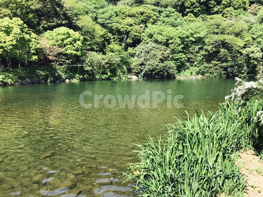 초목,식물,자연,나무,물,땅,자연,풍경,nature,landscape,vegetation,plant,land,outdoors,옥외,tree,rainforest,열대 우림,water