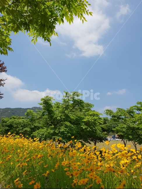 금계국,꽃,봄,노랑,풍경,자연,풍경,nature,landscape,한국자연풍경,한국자연경관,korea nature landscape,식물,plants,꽃,flower,grassland,목초지,outdoors,옥외,field,들
