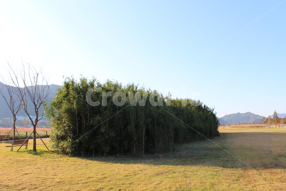 outdoors,옥외,nature,자연,숲,나무,tree,대나무