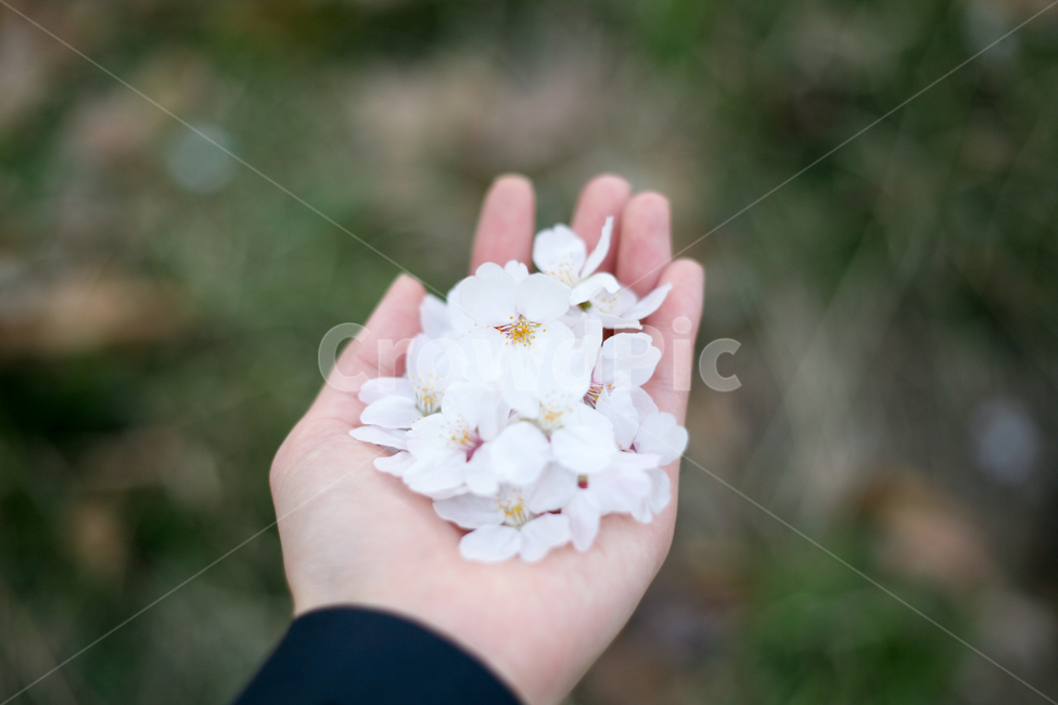 감성,손,벛꽃,빛,햇빛,따스함,사랑,꽃,봄,봄날,화단,자연,식물,plants,nature,flower,spring,아웃포커싱,공원,봄,계절,spring,season,꽃,flower,사람,인물,인간,human,person,신체일부,몸,body,plant