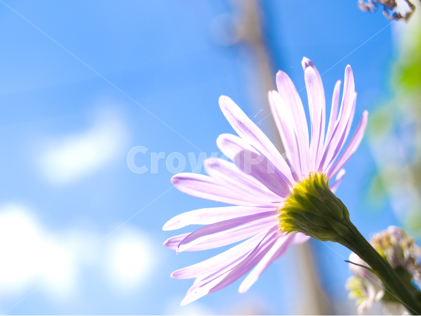 쑥부쟁이,가을하늘,역광,파란하늘,보라색꽃,가을,계절,fall,autumn,season,식물,자연,plants,nature,꽃,flower,휴식,힐링,rest,relaxation,healing,plant,daisy,데이지,daisies,blossom