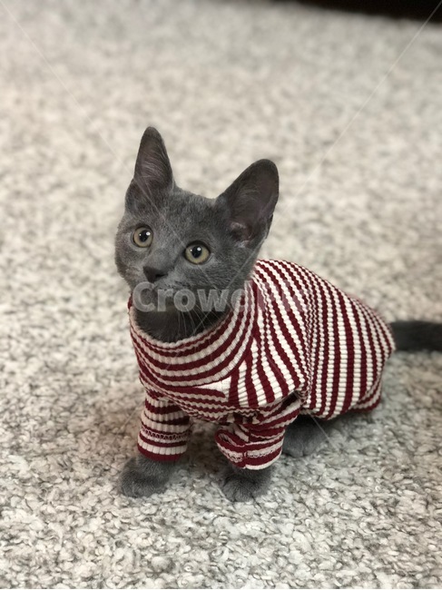 kitten,동물,pet,고양이새끼,animal,동물,animal,포유류,mammal,고양이,cat,kitten,kitty