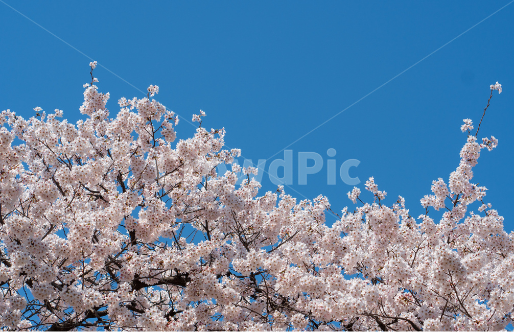 벚꽃,봄꽃,꽃,계절,spring,season,cherrymlossoms,꽃축제,파란하늘,푸른하늘,자연,가로수,벚꽃축제,연분홍색,핑크색,바탕,공원,flower,nature,garden,beautiful,예쁜,봄,나무,수수한