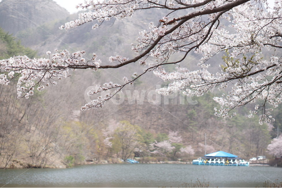 벚꽃,마이산,호수,봄,흐림,풍경,산,봄,계절,spring,season,식물,자연,plants,nature,꽃,flower,plant,blossom