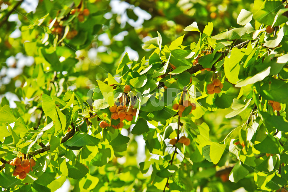 은행나무,은행,가을,결실,행자목,교목,가로수,식물,자연,plants,nature