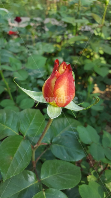 봉우리,초록이,힐링,꽃,자연,숲,장미,식물,자연,plants,nature,꽃,flower