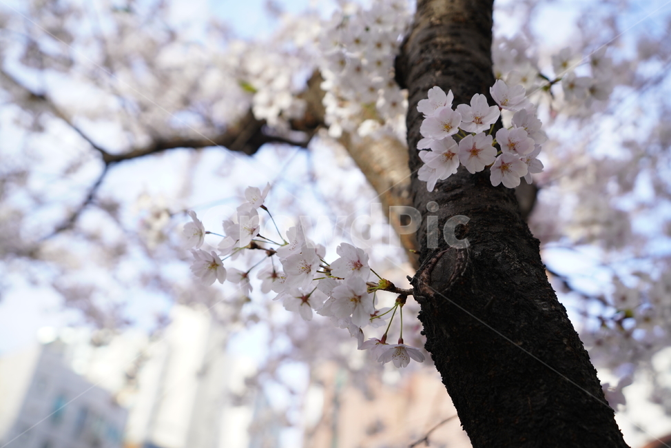꽃,벚꽃,봄,계절,플라워,화이트,흰색,하얀색,생물,감성,느낌,식물,flower,spring,white,봄,계절,spring,season,식물,자연,plants,nature,꽃,flower,plant,blossom