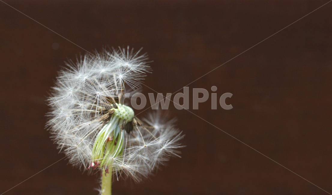 민들레씨,씨앗,민들레,민들레씨앗,씨,꽃씨,자연,식물,클로즈업,seed,plant,dandelion,seeds,soft,부드러운,봄,spring,야외,정원,흰색,화이트,하얀색