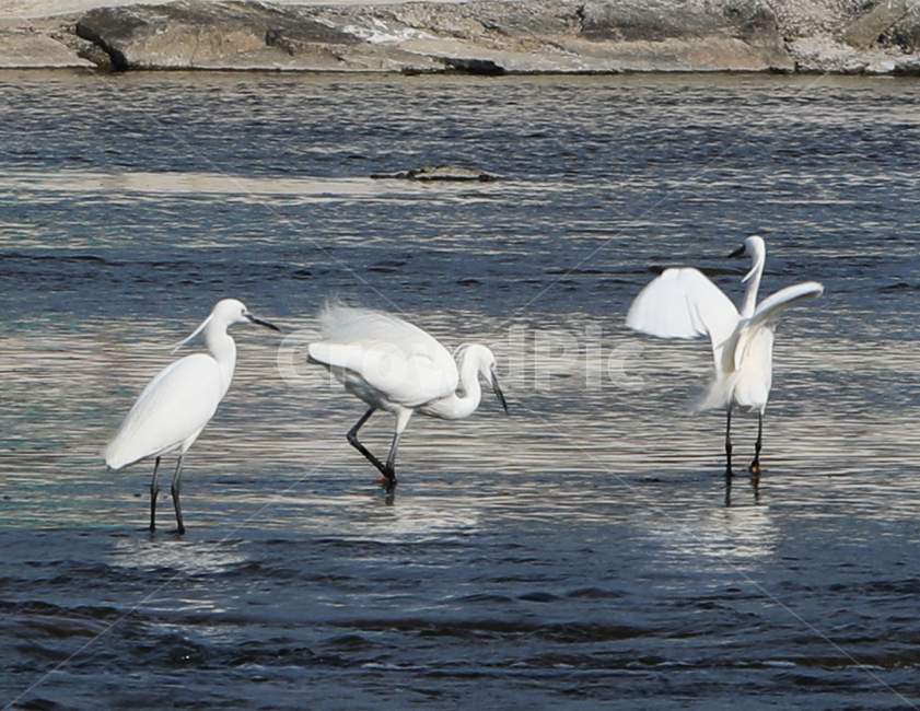 조류,bird,새,야생조류,오리,백로,외가리,동물,animal,조류,새,birds