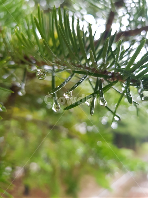 소나무,비,빗물,물,물방울,raindrop,rain,korean red pine,겉씨식물,구과목,상록침엽,water,pinusdensiflora,식물,plant,솔,솔나무,나무,초록색,송,적송,송목,송수,청송,수피,바늘잎,수꽃,종자,묘묙,금송,괸상용,정자목,신목,당산목,식물,자연,plants,nature