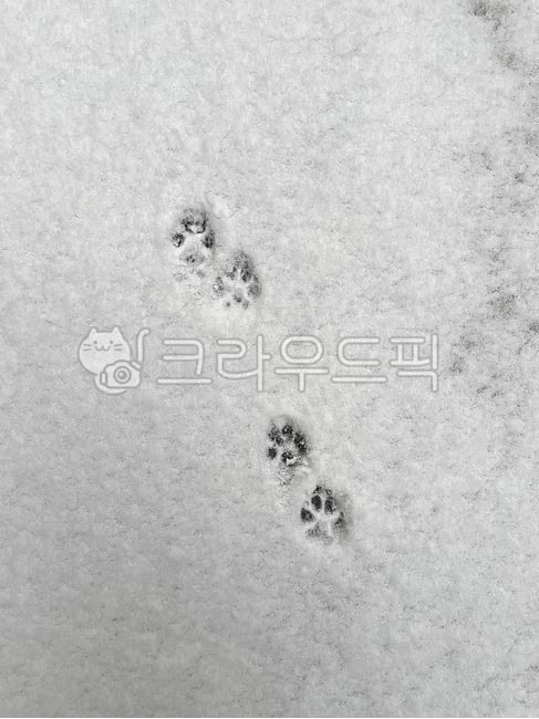 강아지발자국,눈,겨울,발자국,감성사진