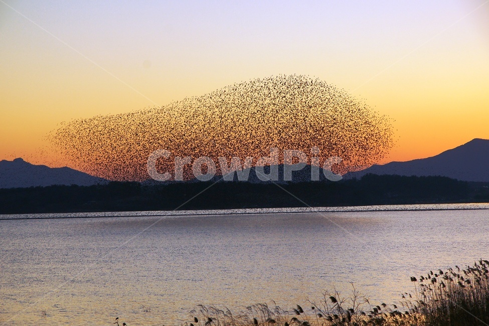 고창,동립지,가창오리군무,cnn,일몰,군무,자연,풍경,nature,landscape,동물,animal,조류,새,birds,flock,대군