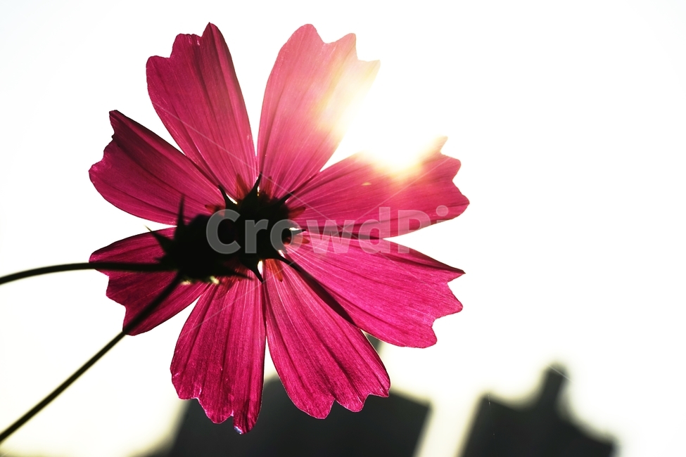 코스모스,꽃,식물,아침이슬,가을,가을,계절,fall,autumn,season,식물,자연,plants,nature,꽃,flower,plant,petal,꽃잎,blossom,daisy,데이지,daisies
