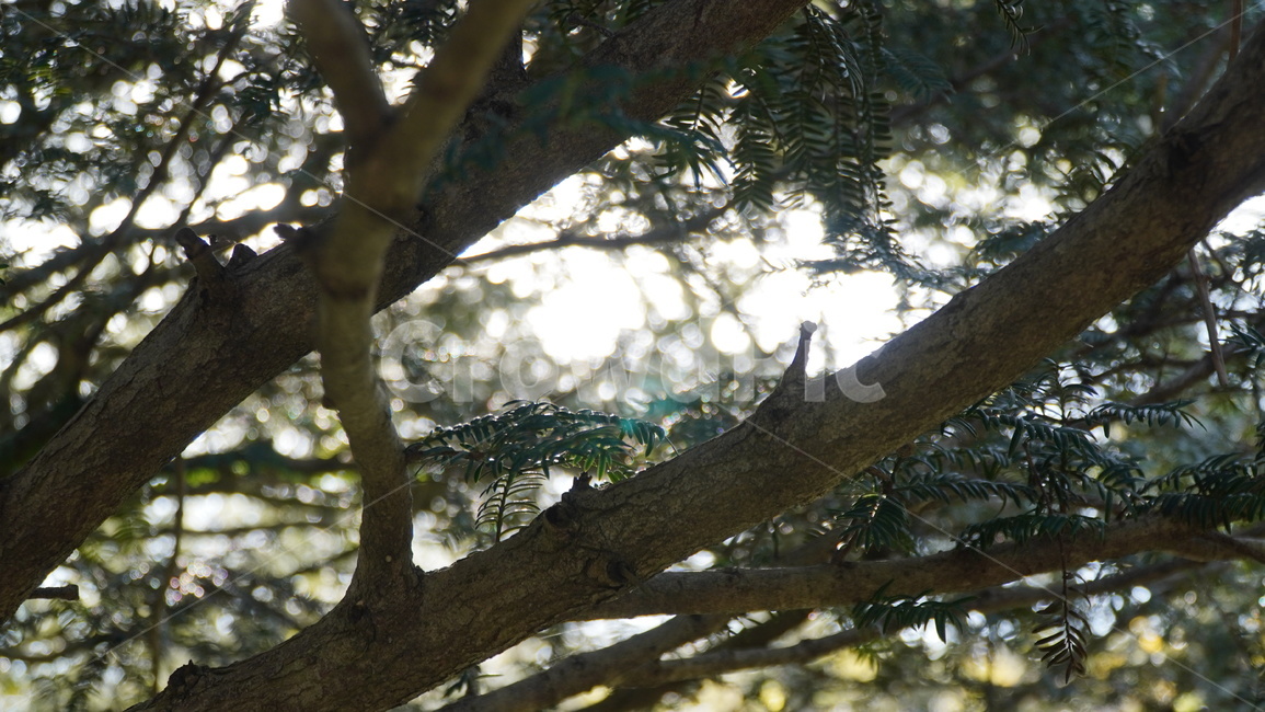 제주도,제주,jeju,jejuisland,tree,나무,plant,식물,treetrunk,나무줄기,햇살,나뭇가지,소나무,소나무가지,가을,가을나무,여름나무,나무,trees,wood