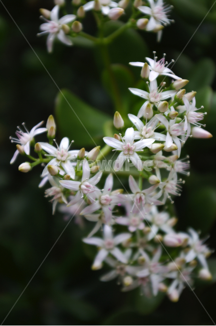 꽃,식물,flower,plant,color,식물,자연,plants,nature,꽃,flower