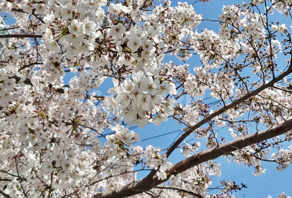 식물,꽃,벚꽃,나뭇가지,하늘,자연,풍경,봄,만개,나들이,plant,flower,blossom,cherryblossom,sky,clean,pure,landscape,scene,picnic,spring,pink,분홍색