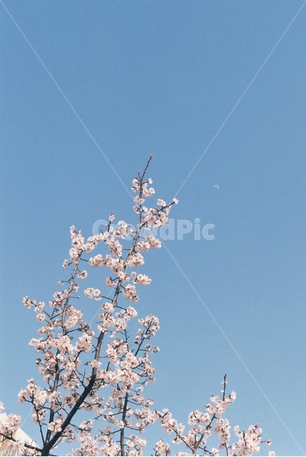 봄,꽃,매화,하늘,벚꽃,spring,flower,blossom,봄꽃,봄,계절,spring,season,plant,식물