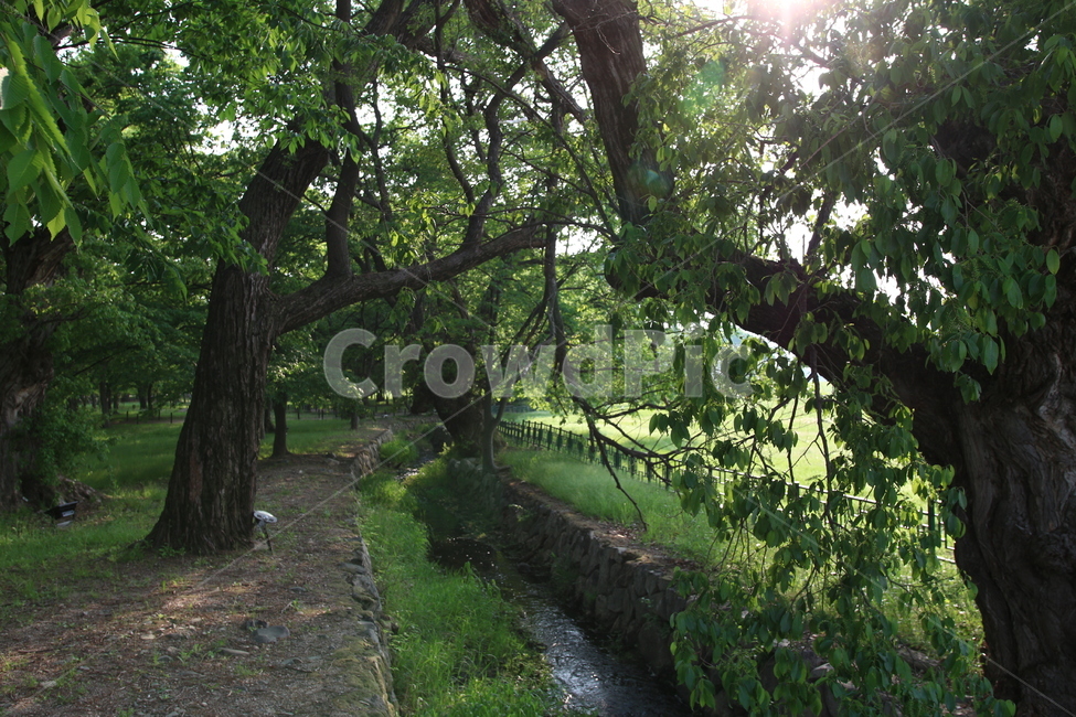 자연,풍경,나무,녹음,봄,여름,자연,풍경,nature,landscape,식물,plants,나무,trees,wood,휴식,힐링,rest,relaxation,healing