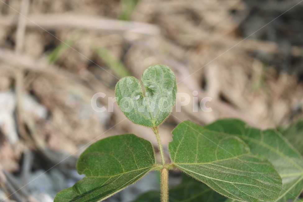 풀,잡초,봄,사랑,하트,식물,자연,plants,nature