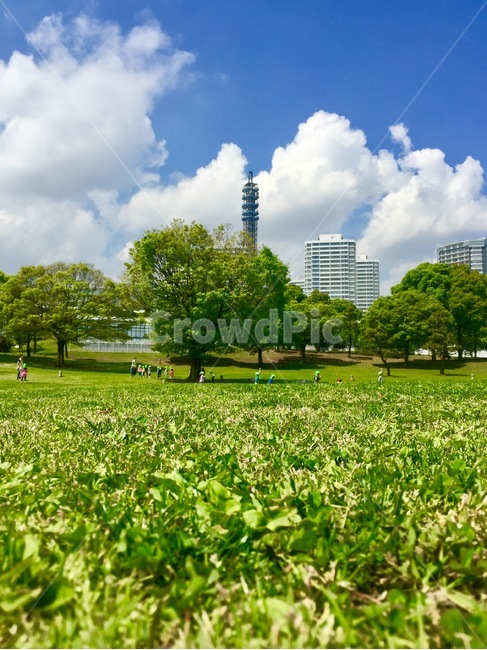 일본,요코하마,들판,공원,좋은날씨,풍경,자연,green,초록,풀,grass,nature,japan,park,field,나무,tree
