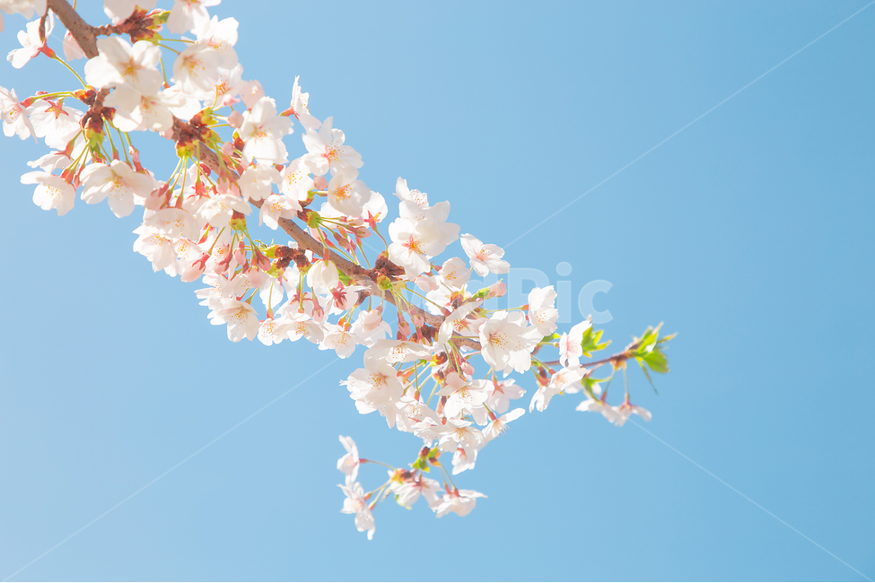 봄,벚꽃,꽃,봄꽃,감성사진,봄,계절,spring,season,식물,자연,plants,nature,꽃,flower,감성,sensible,feeling,plant